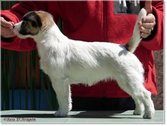 Jack Russell Terrier Lura de Gaspalleira Jack Russell Terrier Lura de Gaspalleira