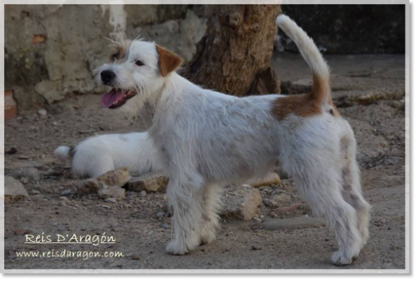 Jack Russell Terrier hembra Campanilla de Reis D'Aragón Jack Russell Terrier hembra Campanilla de Reis D'Aragón