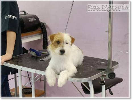 Arreglo del pelo del Jack Russell Terrier