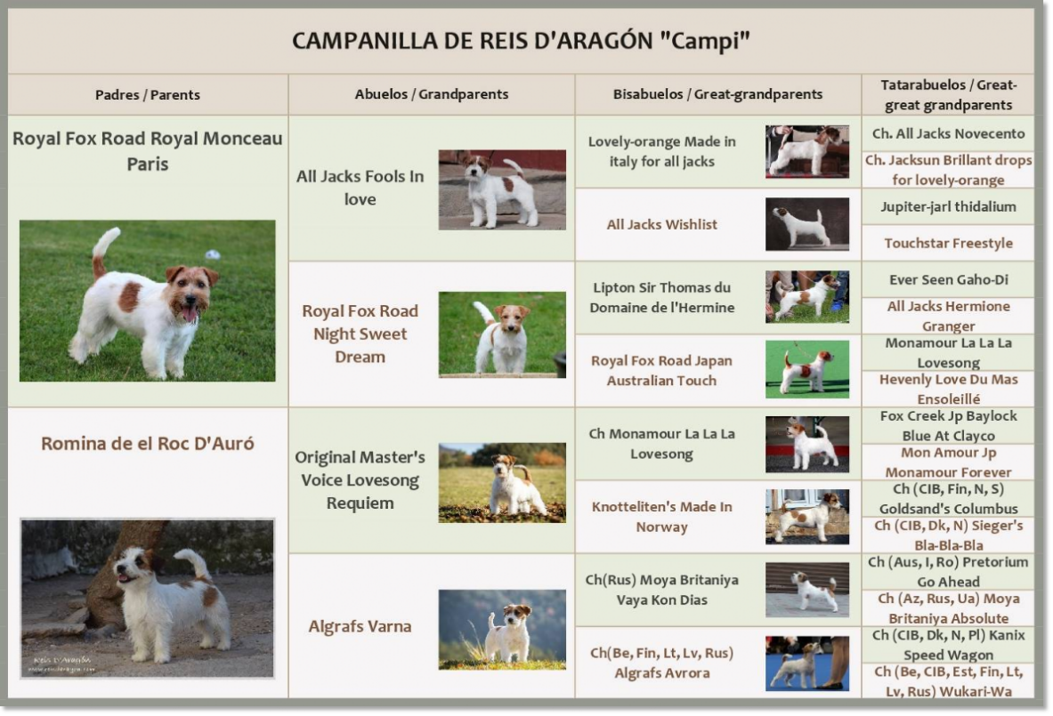 Pedigrí de Jack Russell Terrier Campanilla de Reis D'Aragón