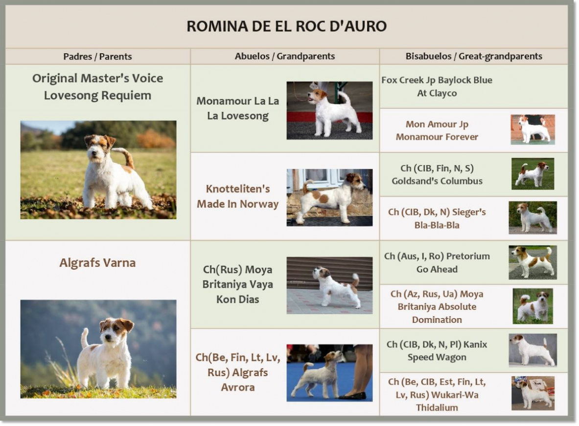 Pedigrí de Jack Russell Terrier Romina de El Roc D'Auró Pedigrí de Jack Russell Terrier Romina de El Roc D'Auró