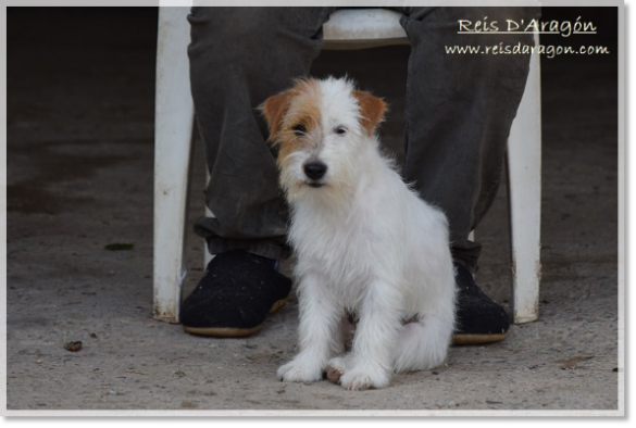 Cachorra Jack Russell Terrier Campanilla de Reis D'Aragón Cachorra Jack Russell Terrier Campanilla de Reis D'Aragón