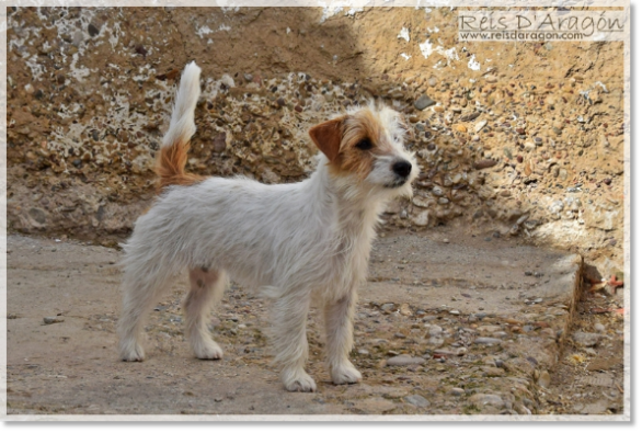 Jack Russell Terrier hembra Campanilla de Reis D'Aragón
