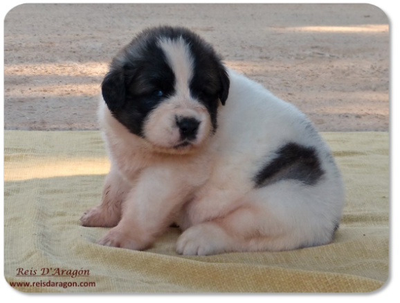 Cachorra mastin del Pirineo camada "K" de Reis D'Aragón