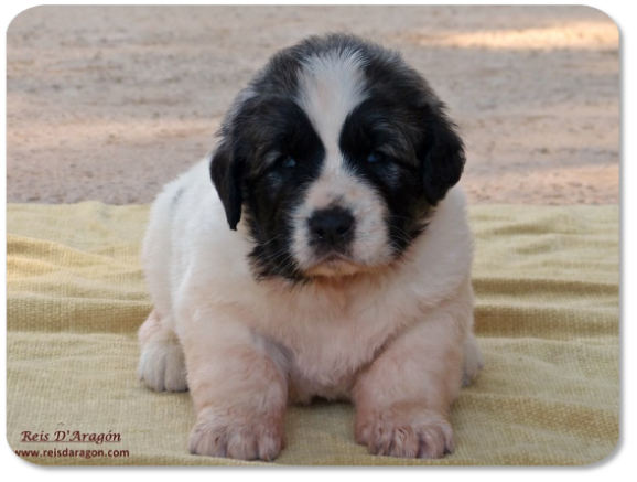 Cachorro mastin del Pirineo camada "K" de Reis D'Aragón