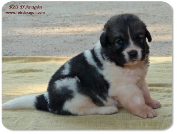 Cachorro mastin del Pirineo camada "K" de Reis D'Aragón