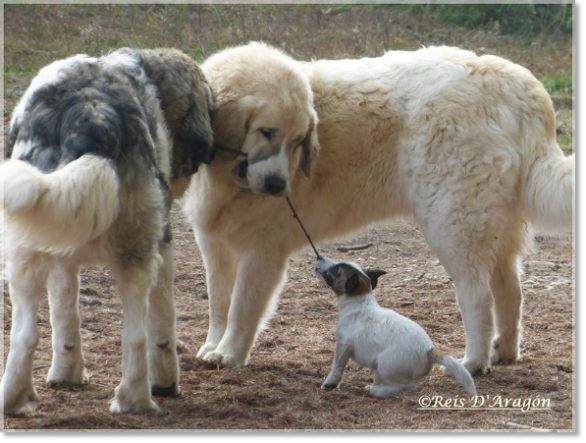 Mastines del Pirineo y Jack Russell Terrier