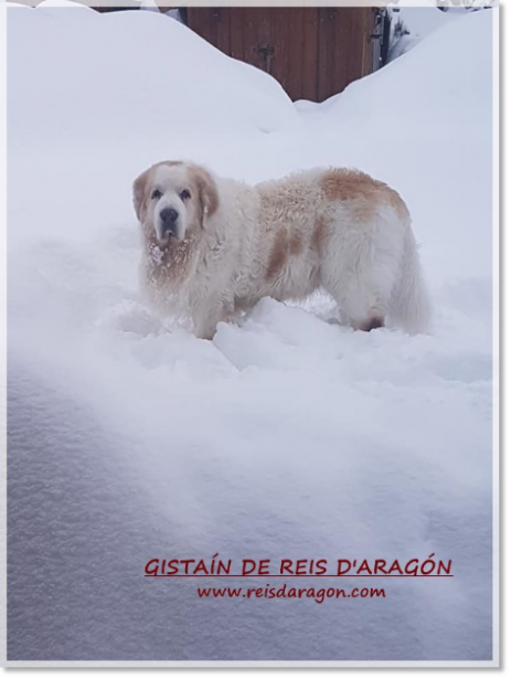 Mastin del Pirineo Gistaín de Reis D'Aragón Mastin del Pirineo Gistaín de Reis D'Aragón