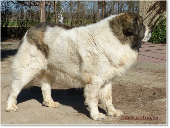 Padre de los cachorros: Ch ChJ Barbastro de Reis D'Aragón