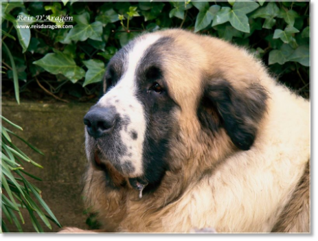 Mastín del Pirineo: Padre de los cachorros