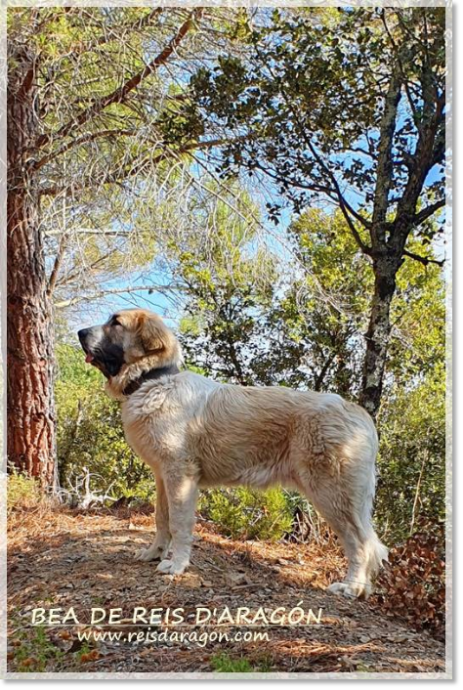 Cachorra Mastin del Pirineo Bea de Reis D'Aragón