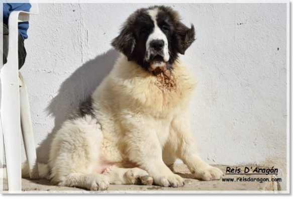 Cachorra mastín del Pirineo Yebra de Basa de Reis D'Aragón