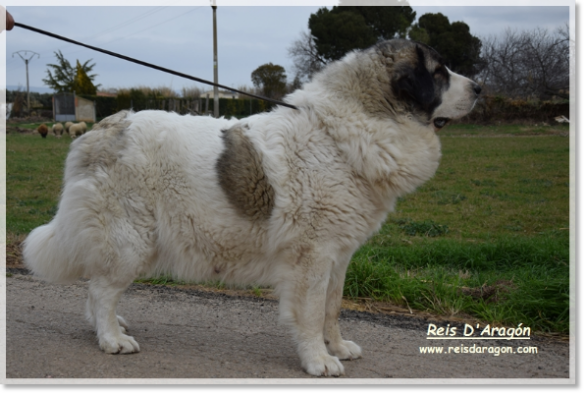 Madre de los Cachorros Osia de Reis D'Aragón Madre de los Cachorros Osia de Reis D'Aragón