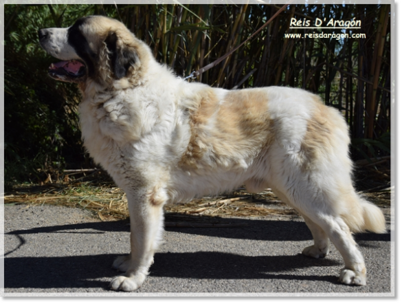 Padre de los cachorros Olson de Reis D'Aragón