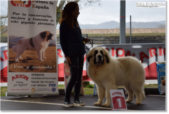 Riglos de Reis D'Aragón Mejor Cachorro en la Monográfica del Mastín del Pirineo