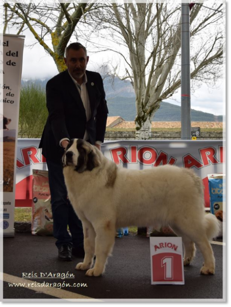 Monográfica CMPE Mastín del Pirineo 2018