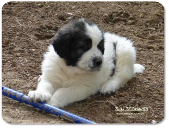 Cachorro mastin del Pirineo camada "C" de Reis D'Aragón