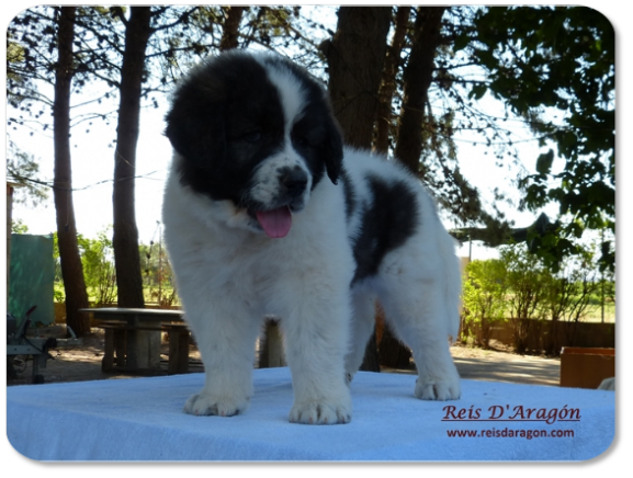 Cachorro mastin del Pirineo camada "C" de Reis D'Aragón