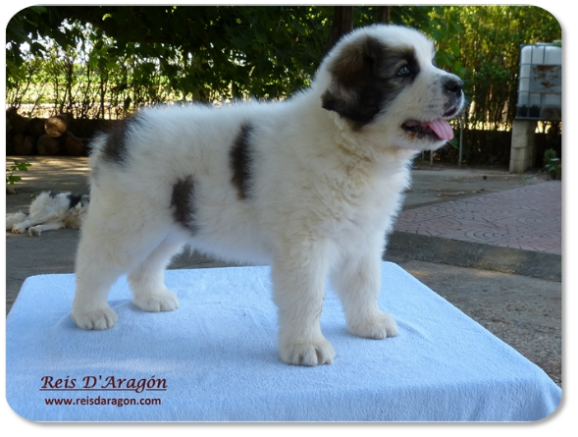 Cachorro mastin del Pirineo camada "C" de Reis D'Aragón