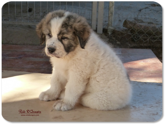 Cachorro mastin del Pirineo camada "C" de Reis D'Aragón