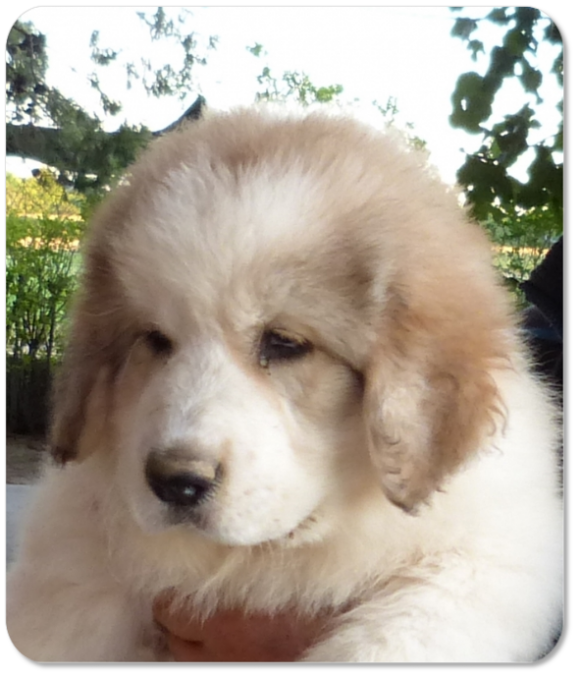 Cachorra mastin del Pirineo camada "D" de Reis D'Aragón