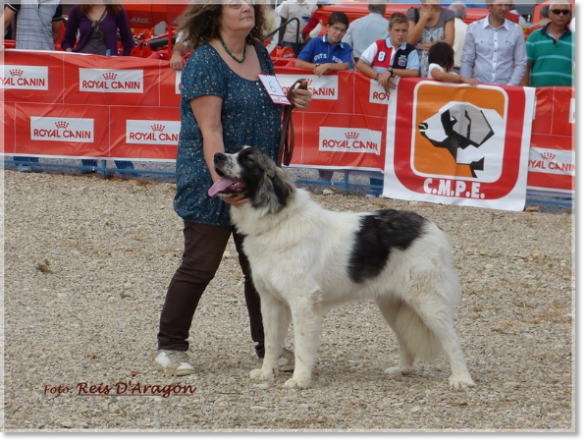 CONCURSO MONOGRÁFICO MASTÍN DEL PIRINEO. SARIÑENA (HUESCA)