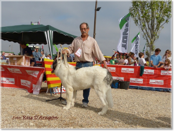 CONCURSO MONOGRÁFICO MASTÍN DEL PIRINEO. SARIÑENA (HUESCA)