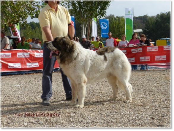 CONCURSO MONOGRÁFICO MASTÍN DEL PIRINEO. SARIÑENA (HUESCA)