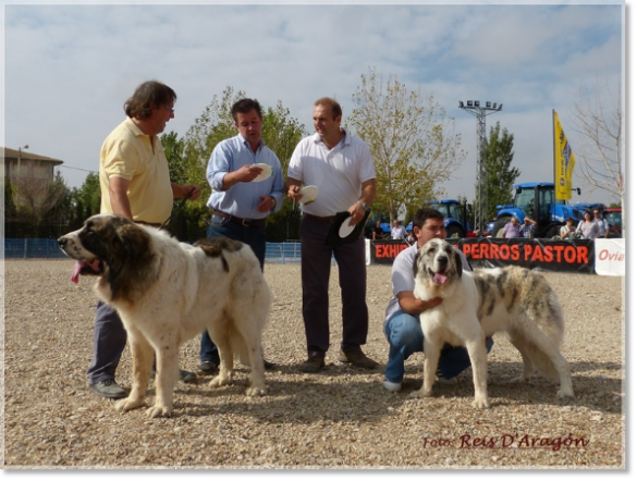 CONCURSO MONOGRÁFICO MASTÍN DEL PIRINEO. SARIÑENA (HUESCA)