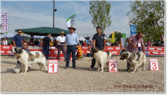 CONCURSO MONOGRÁFICO MASTÍN DEL PIRINEO. SARIÑENA (HUESCA)