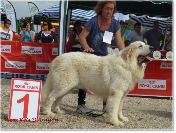 CONCURSO MONOGRÁFICO MASTÍN DEL PIRINEO. SARIÑENA (HUESCA)