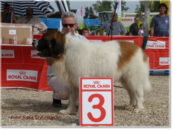 CONCURSO MONOGRÁFICO MASTÍN DEL PIRINEO. SARIÑENA (HUESCA)