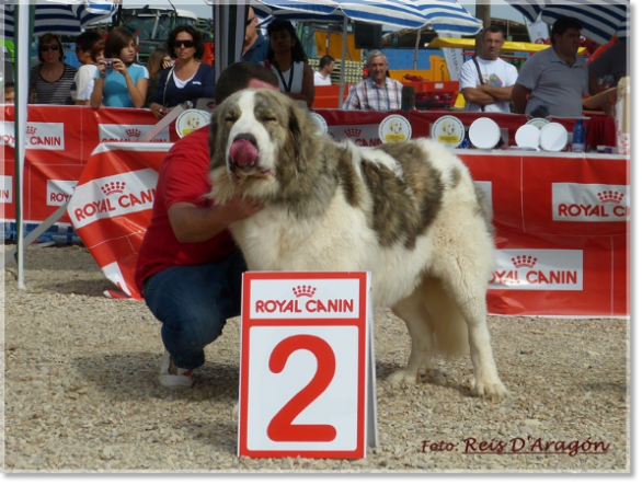 CONCURSO MONOGRÁFICO MASTÍN DEL PIRINEO. SARIÑENA (HUESCA)