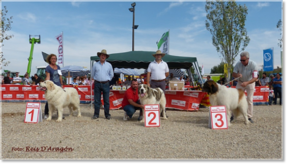 CONCURSO MONOGRÁFICO MASTÍN DEL PIRINEO. SARIÑENA (HUESCA)