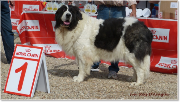 CONCURSO MONOGRÁFICO MASTÍN DEL PIRINEO. SARIÑENA (HUESCA)