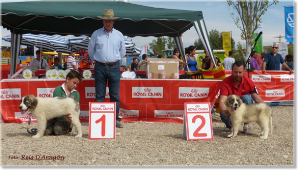 CONCURSO MONOGRÁFICO MASTÍN DEL PIRINEO. SARIÑENA (HUESCA)