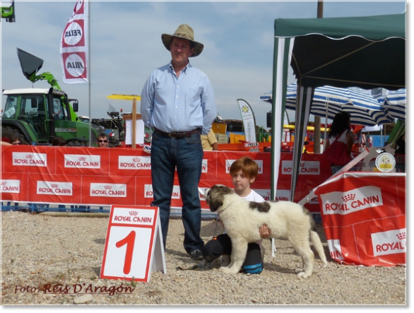 CONCURSO MONOGRÁFICO MASTÍN DEL PIRINEO. SARIÑENA (HUESCA)