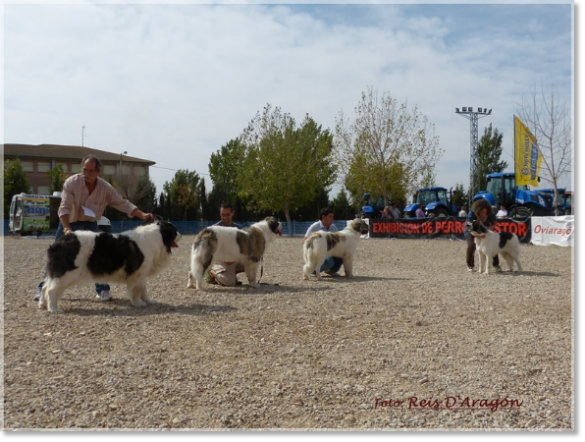 CONCURSO MONOGRÁFICO MASTÍN DEL PIRINEO. SARIÑENA (HUESCA)