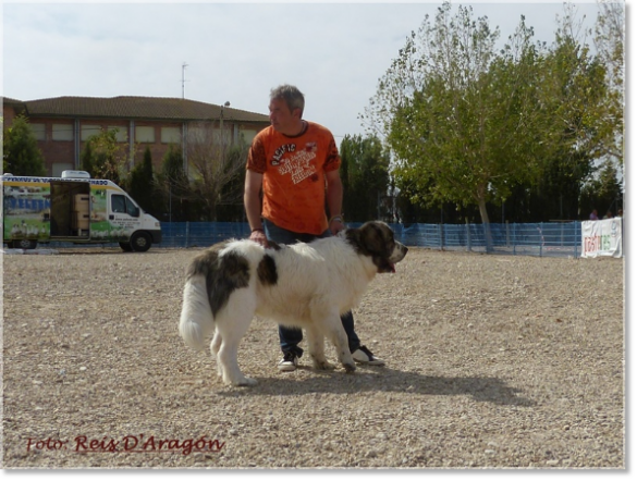 CONCURSO MONOGRÁFICO MASTÍN DEL PIRINEO. SARIÑENA (HUESCA)