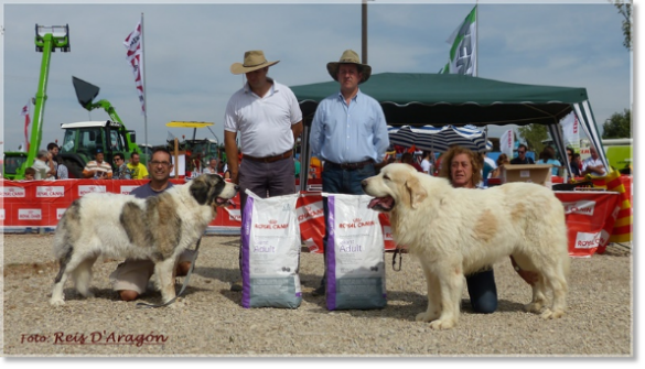 CONCURSO MONOGRÁFICO MASTÍN DEL PIRINEO. SARIÑENA (HUESCA)