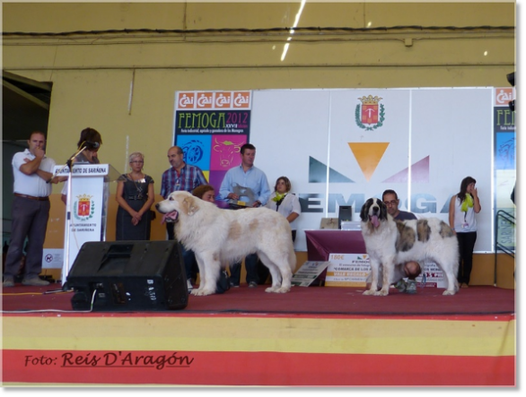 CONCURSO MONOGRÁFICO MASTÍN DEL PIRINEO. SARIÑENA (HUESCA)