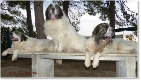 Mastines del Pirineo en Reis D'Aragón