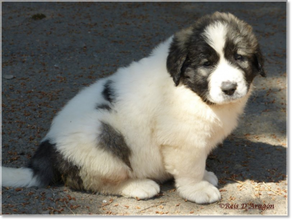 Cachorros mastin del Pirineo de Reis D'Aragón