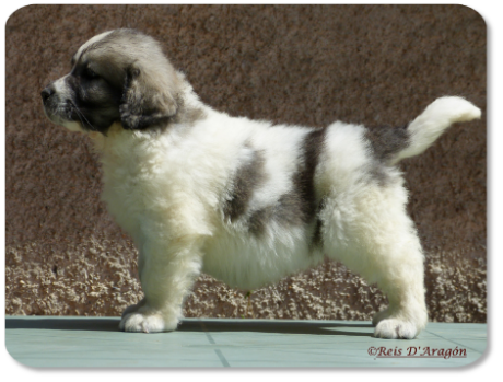 Cachorra mastin del Pirineo camada "G" de Reis D'Aragón