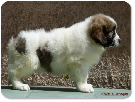 Cachorra mastin del Pirineo camada "G" de Reis D'Aragón