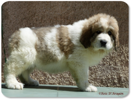 Cachorra mastin del Pirineo camada "G" de Reis D'Aragón