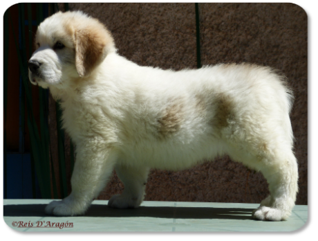 Cachorro mastin del Pirineo camada "G" de Reis D'Aragón