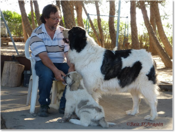 Mastín del Pirineo Giuditta. 4 años Mastín del Pirineo Giuditta