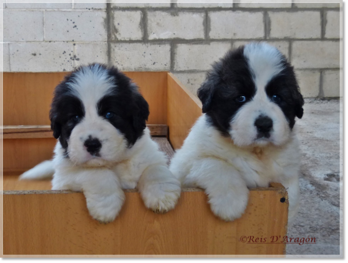 Cachorras mastín del Pirineo