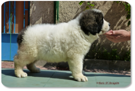 Cachorra mastin del Pirineo camada "H" de Reis D'Aragón